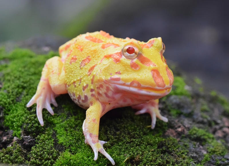 Humidity for online pacman frog