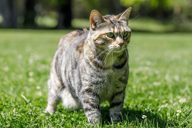 american bobtail cat standing on grass