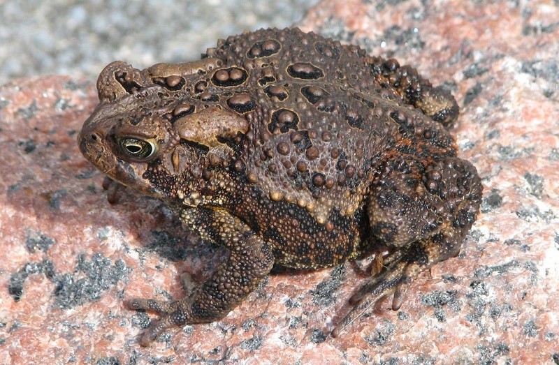 american toad