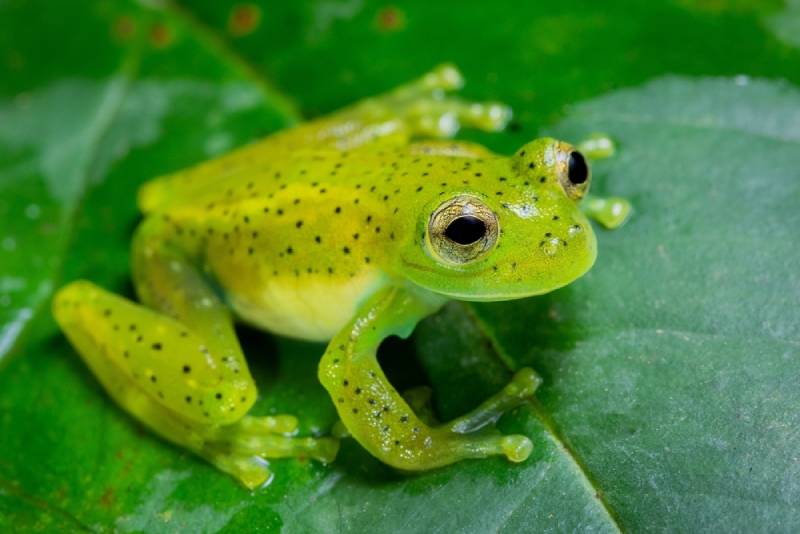 an emerald glass frog on a green leaf