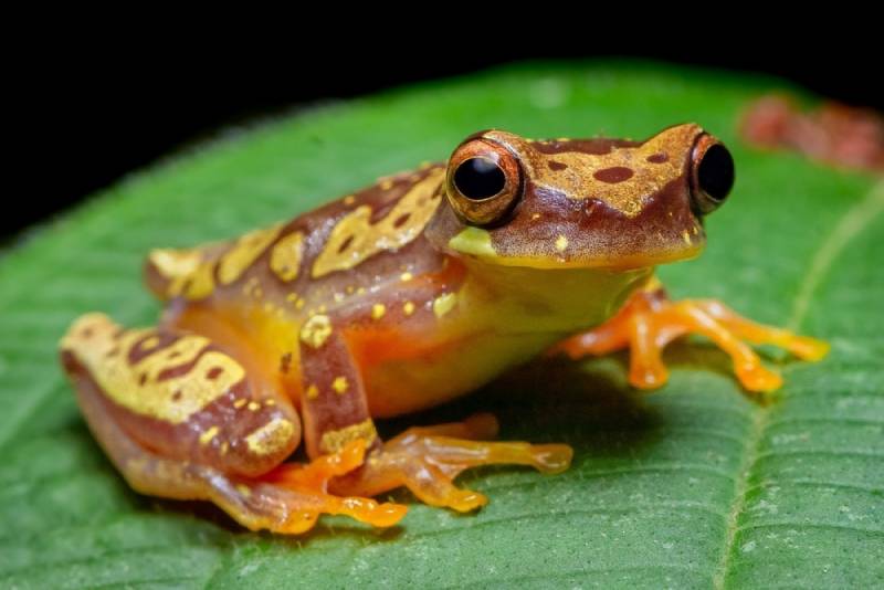 an hour glass tree frog on a green leaf
