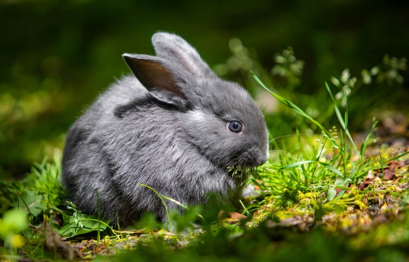 baby chinchilla rabbit outdoors