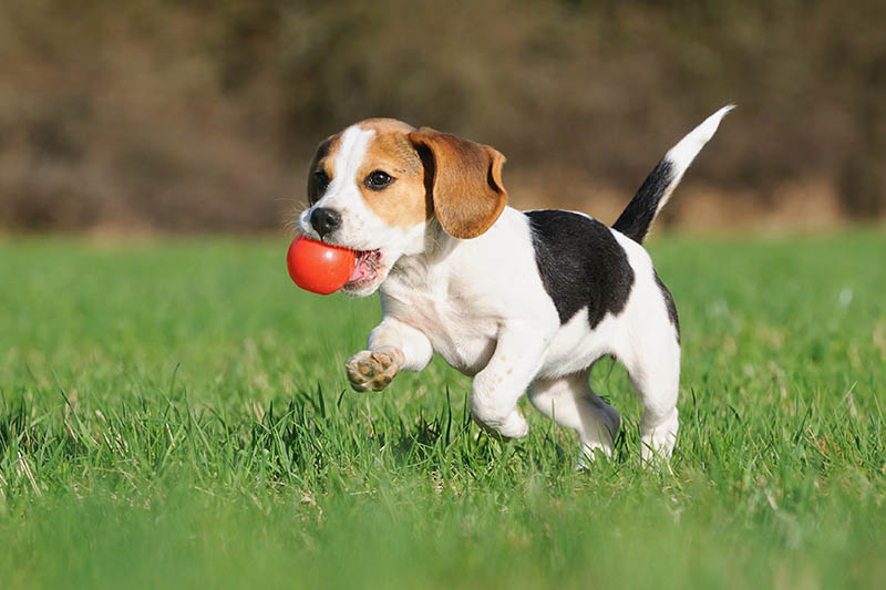 beagle puppy playing with red ball at the park