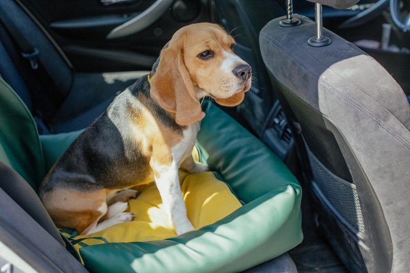 beagle sitting in dog car seat