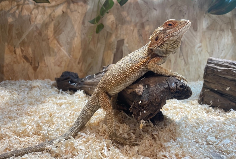 Basking Temp Question. : r/BeardedDragons