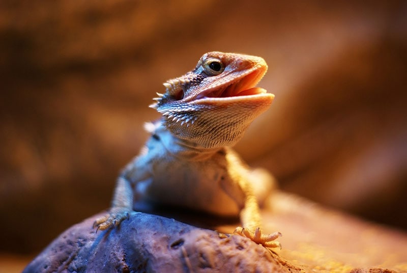 bearded dragon opening its mouth