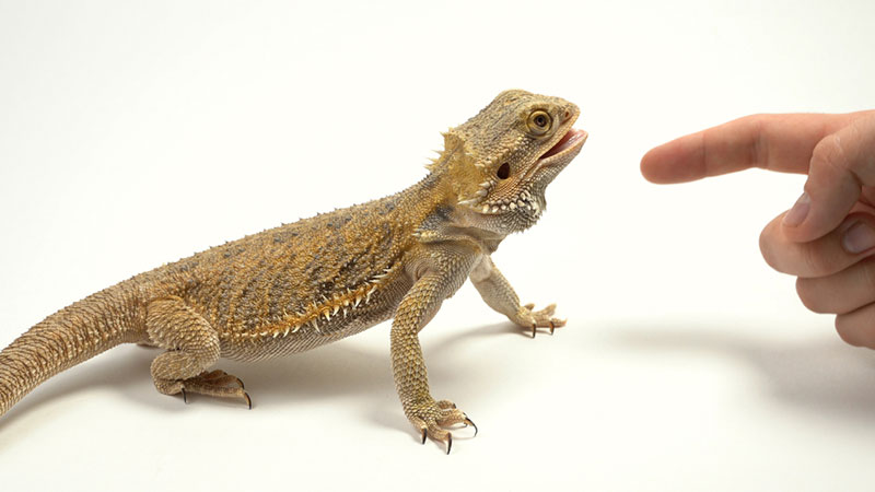 bearded dragon trying to bite the finger