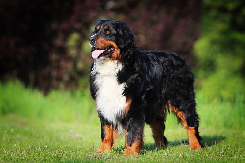 bernese mountain dog standing in the meadow