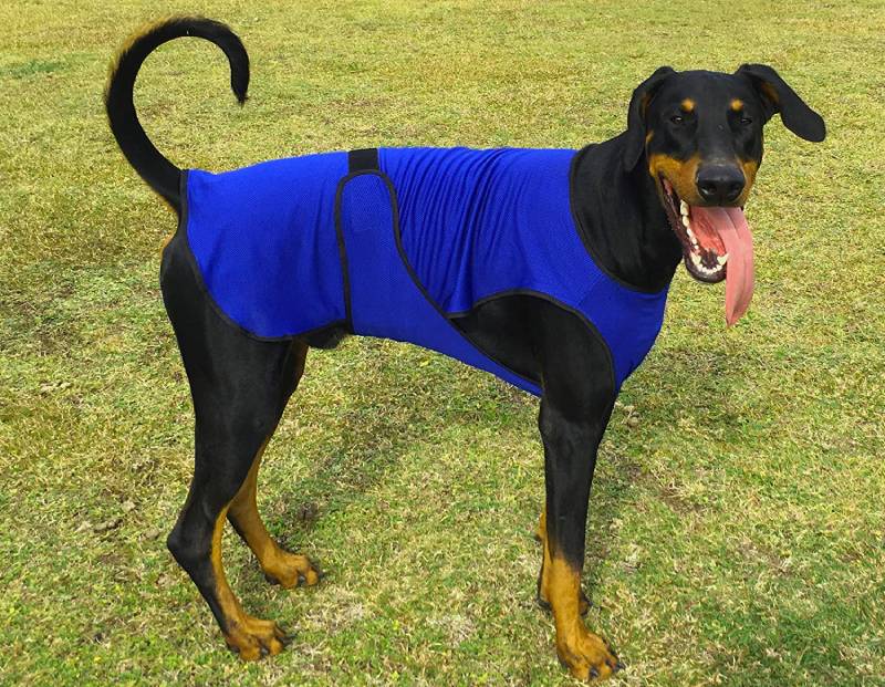 big black dog wearing a blue cooling vest outside