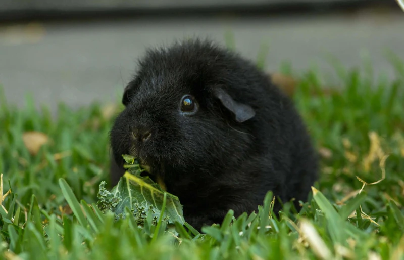 black fur teddy guinea pig eating kale on the grass