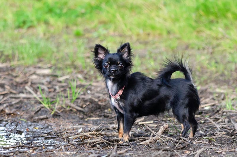 black long coat apple head chihuahua dog outdoors