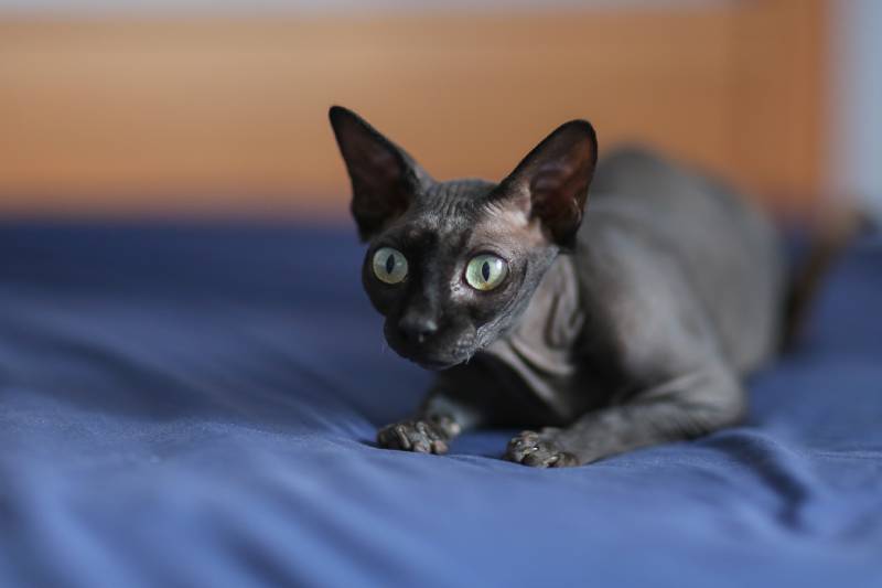 black sphynx cat lying on the bed