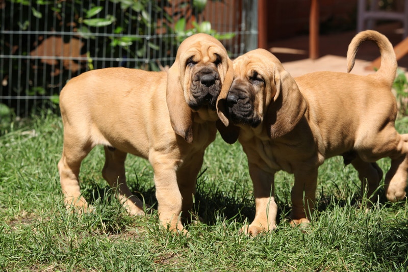 bloodhound puppies in the grass