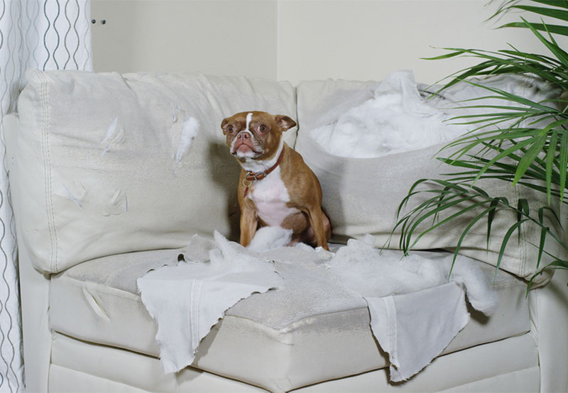 boston terrier dog sitting on a torn up white couch