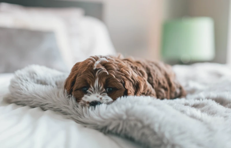 brown cavapoo puppy dog lying on the bed