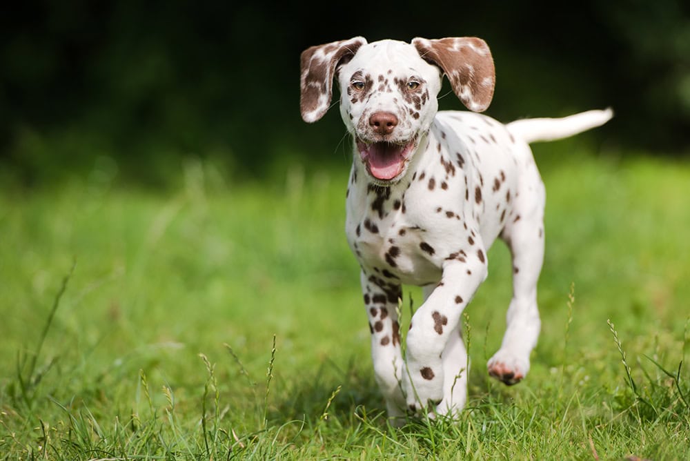 brown dalmatian puppy