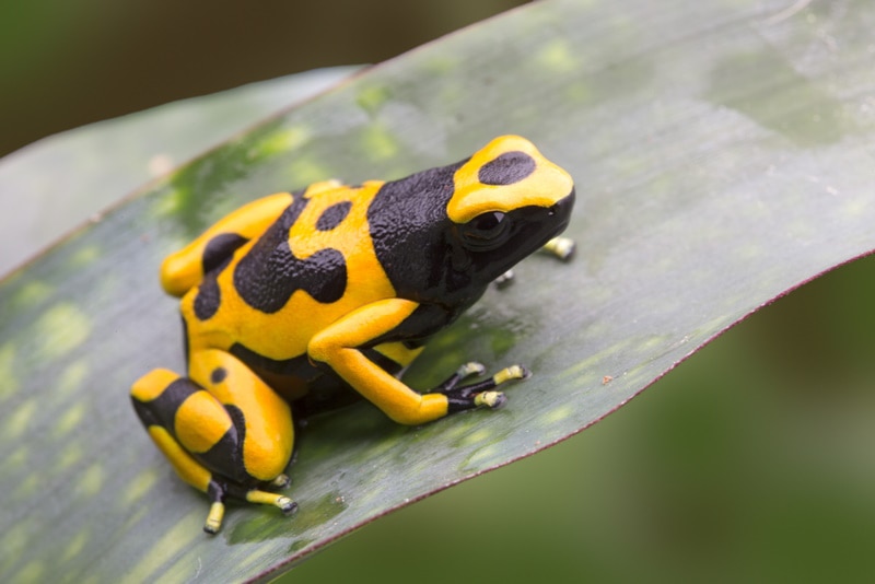 bumblebee dart frog