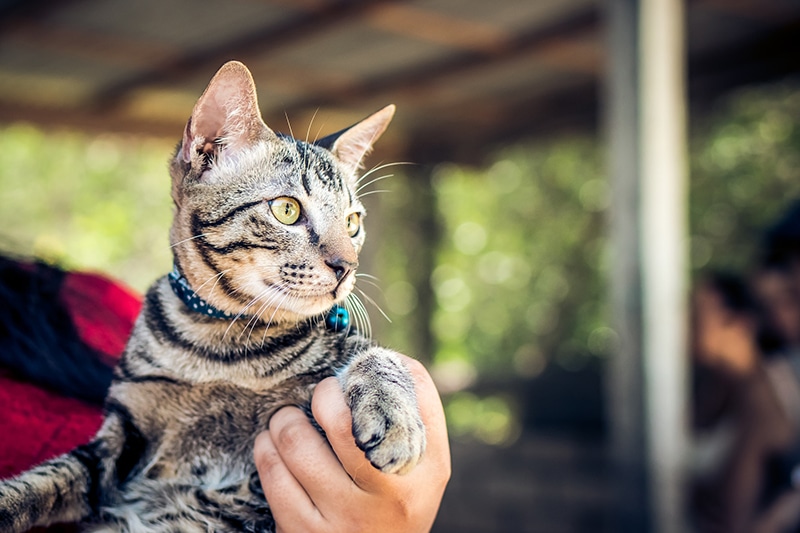 cat adopted at shelter