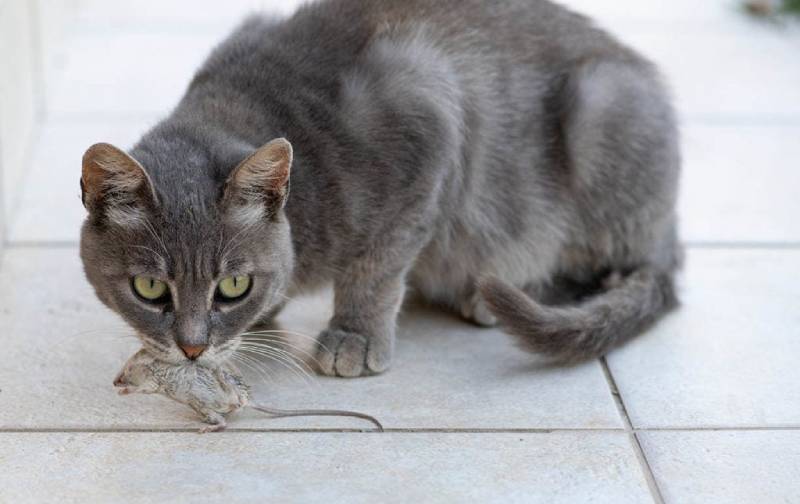 cat carrying a dead mouse in its mouth