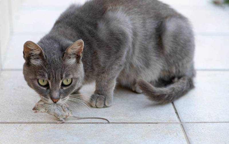 Why Do Cats Bring You Mice Vet Reviewed Feline Behavior Hepper