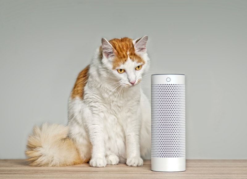 cat listening to music in smart speaker