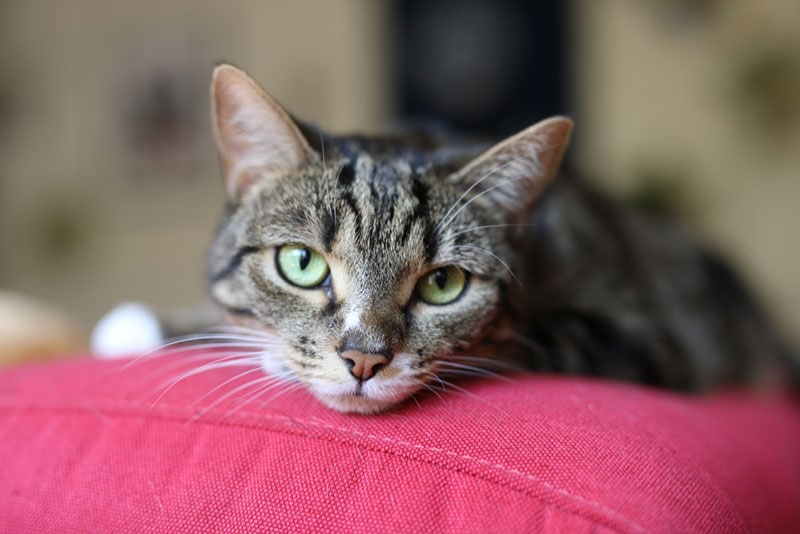 cat lying on the couch