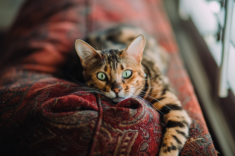 cat lying on top of the couch indoor