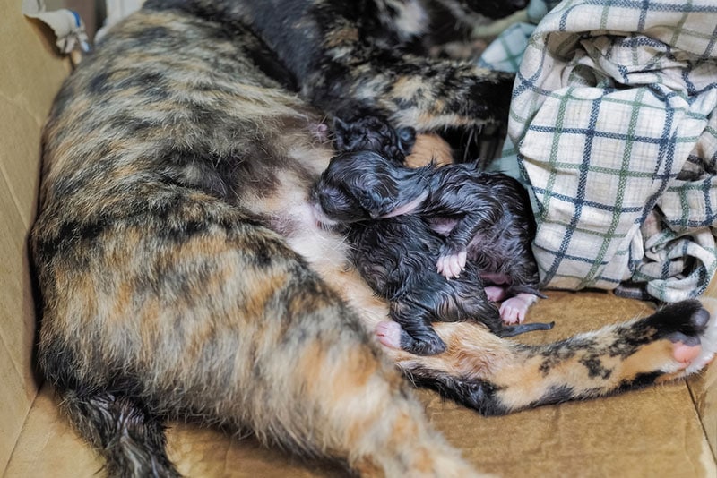 cat nursing newborn kittens