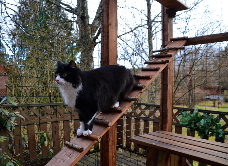 cat outdoor enclosure