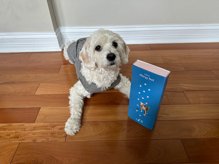 DNA My Dog Canine Allergy Test Review 2024 Is It a Good Value? Hepper