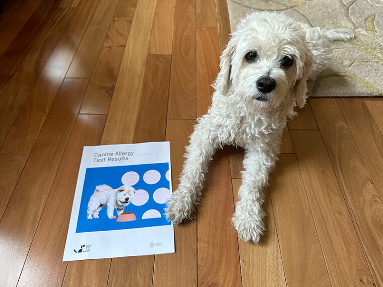 DNA My Dog Canine Allergy Test Review 2024 Is It a Good Value? Hepper