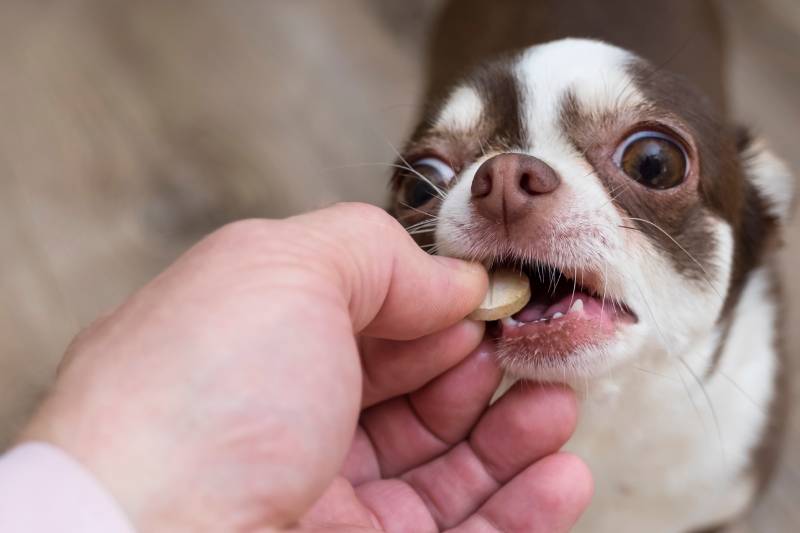chihuahua puppy takes medicine from the hands of the owner