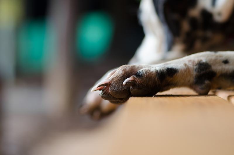 close up of a Dalmatian Dog Paw