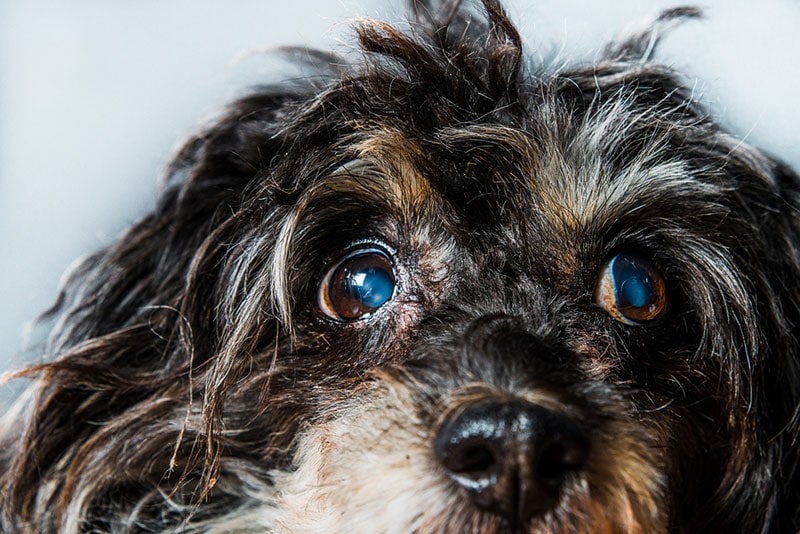 close up of a dog with iris atrophy