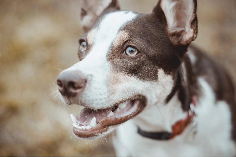 close up of a dog with its mouth open, showing its teeth