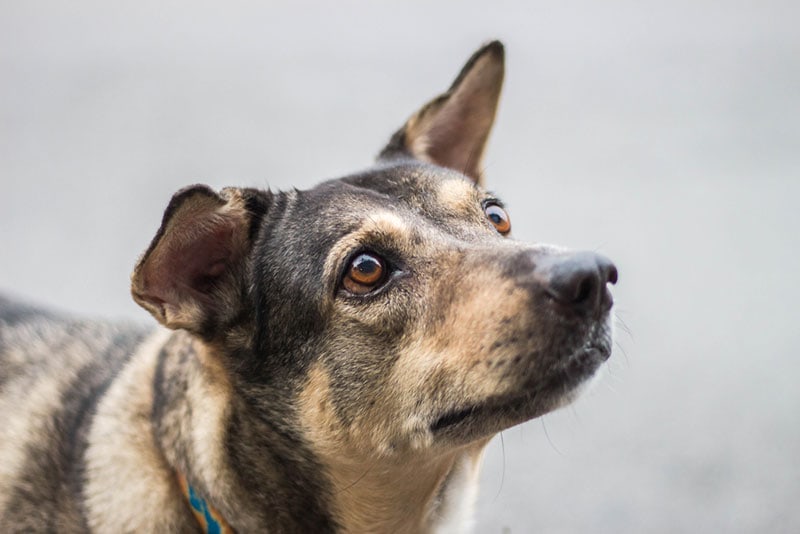 close up of an old dog looking up