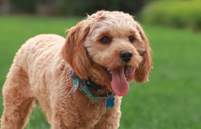 close up of brown cavapoo outdoors