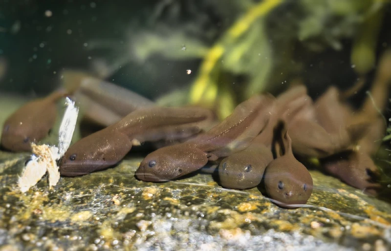 close up of toad tadpoles