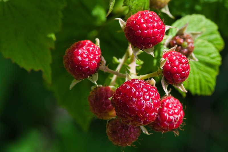 close up ripe raspberry fruit