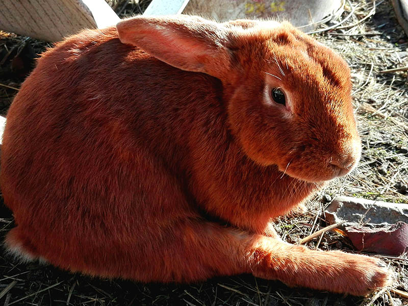 close up satin rabbit in the garden