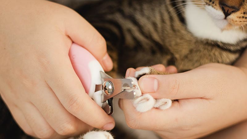 close up woman clipping cat nails