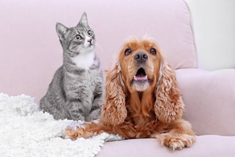 cocker spaniel dog and cat together on couch at home