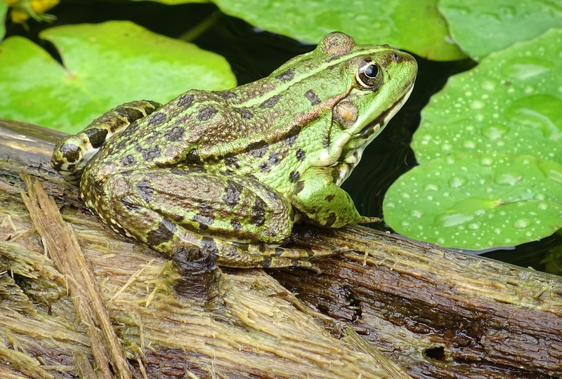 common frog in the pond