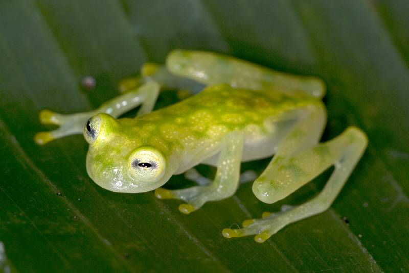 costa rican reticulated glass frog on green leaf
