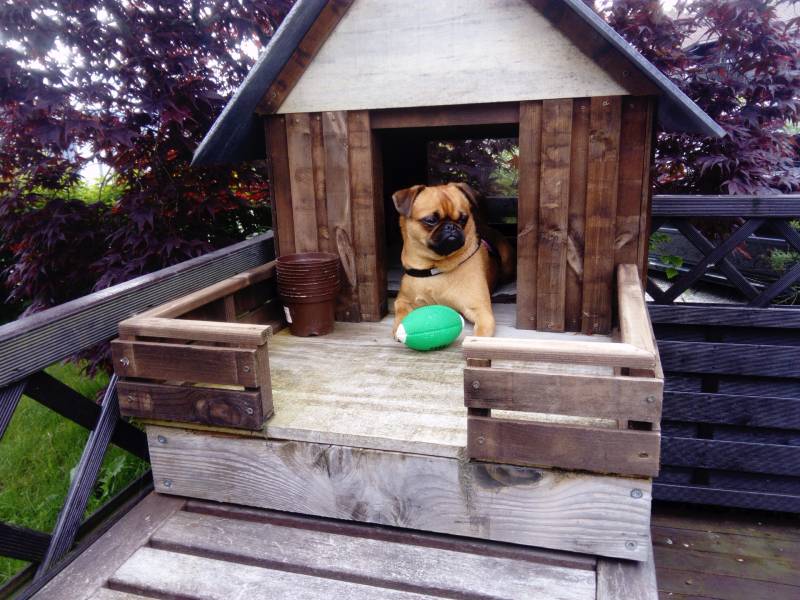 cute dog guarding his toy laying in his own little house