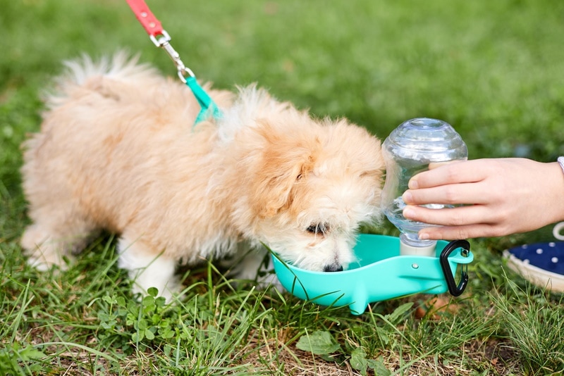 Is Your Puppy Drinking Enough Water? – American Kennel Club