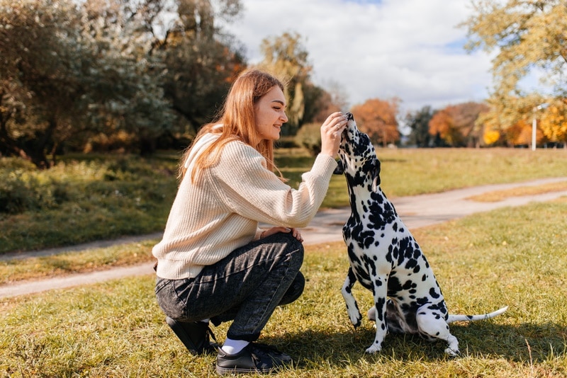 dalmatian dog and her owner playing outdoor