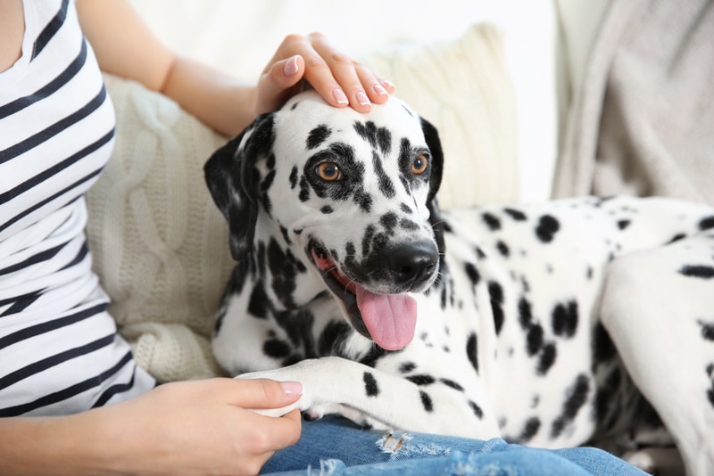 dalmatian dog and her owner sitting in couch