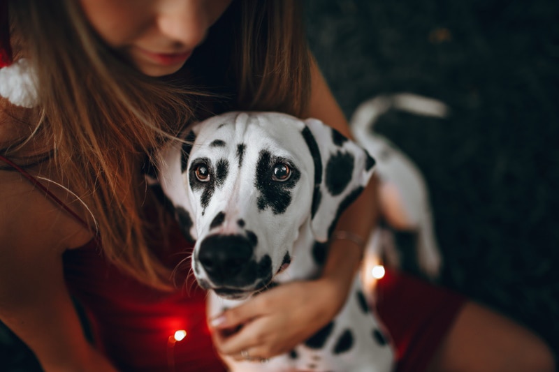 dalmatian dog hug by owner
