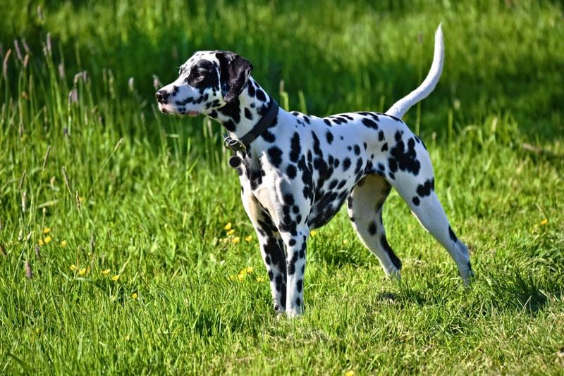 dalmatian dog standing in the grass